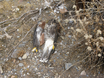 dead hawk